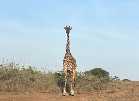 キリン